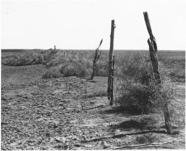 Haskell County, Kansas. Tumbleweeds pile up along the fences and in the ditches. - NARA - 522108