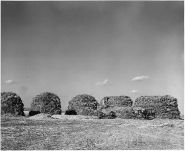 Haskell County, Kansas. This farmer left his maize out all winter. Some of it got caught by the rain . . . - NARA - 522101 photo