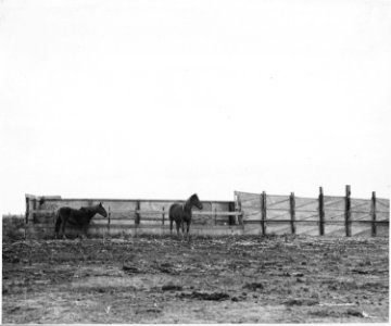 Haskell County, Kansas. This picture shows horses standing behind a windbreak. Horses are not common . . . - NARA - 522120 photo