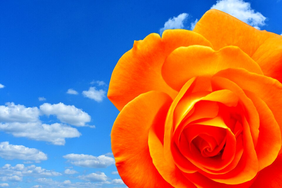 Bloom flower orange roses
