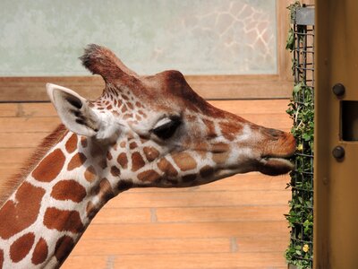 Animals animal world neck photo