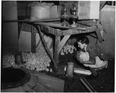 Haskell County, Kansas. Miscellaneous scenes - woman and chicks. - NARA - 522122