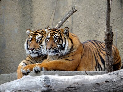 Tiger mammal cat photo