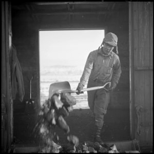 Heart Mountain Relocation Center, Heart Mountain, Wyoming. A volunteer worker of Japanese ancestry . . . - NARA - 539244