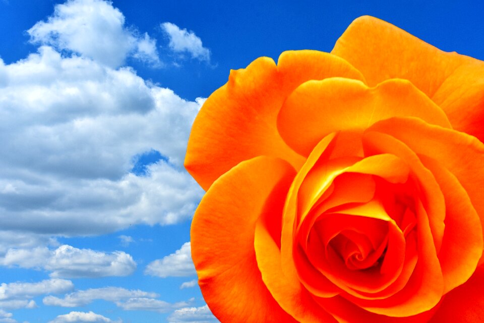 Bloom flower orange roses