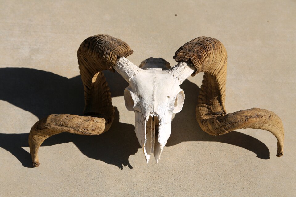 Mammal horn brown skull