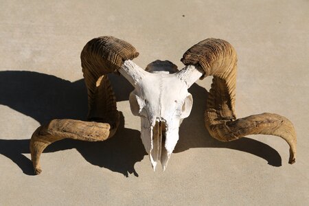 Mammal horn brown skull