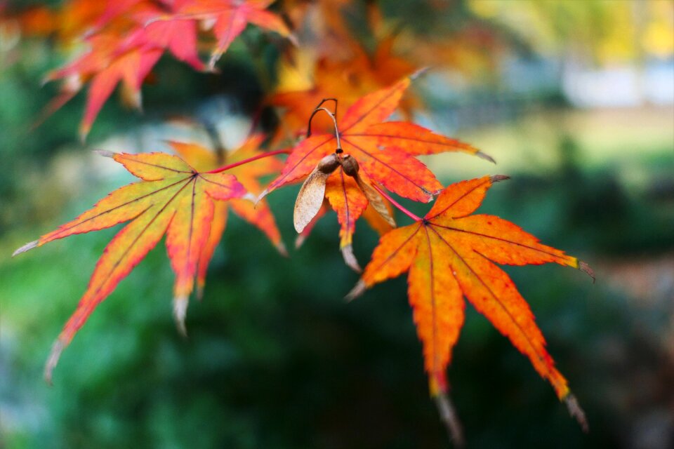 Fall leaf autumn