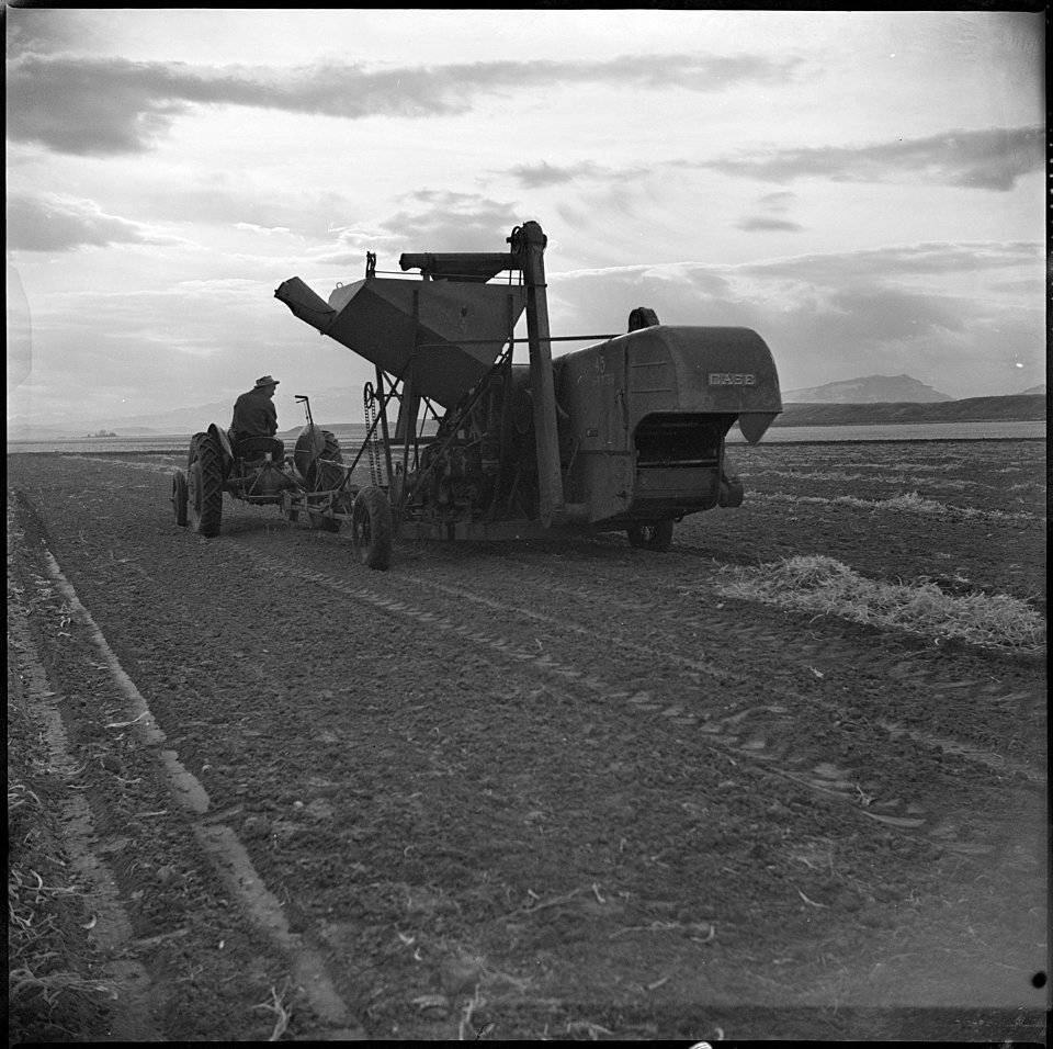 Heart Mountain Relocation Center, Heart Mountain, Wyoming. Heart Mountain residents work long hours . . . - NARA - 539451