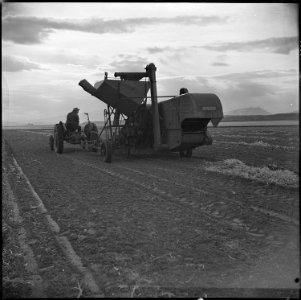 Heart Mountain Relocation Center, Heart Mountain, Wyoming. Heart Mountain residents work long hours . . . - NARA - 539451 photo