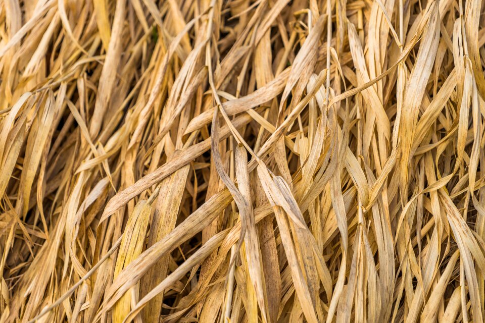 Straw background grass