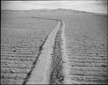 Heart Mountain Relocation Center, Heart Mountain, Wyoming. Land cleared and planted to grain crops. . . . - NARA - 539718