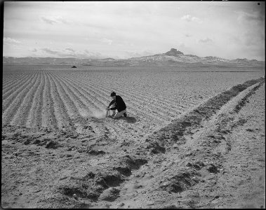 Heart Mountain Relocation Center, Heart Mountain, Wyoming. Land cleared of sagebrush last fall and . . . - NARA - 539714