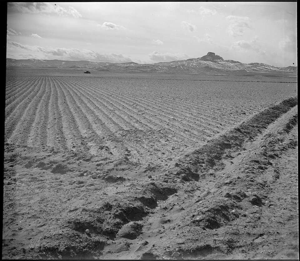 Heart Mountain Relocation Center, Heart Mountain, Wyoming. Land cleared of sagebrush in the fall an . . . - NARA - 539712