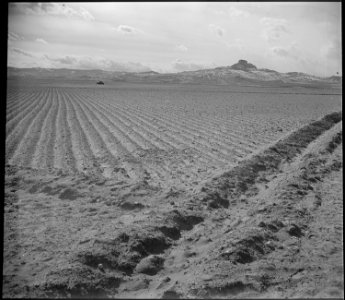 Heart Mountain Relocation Center, Heart Mountain, Wyoming. Land cleared of sagebrush in the fall an . . . - NARA - 539712