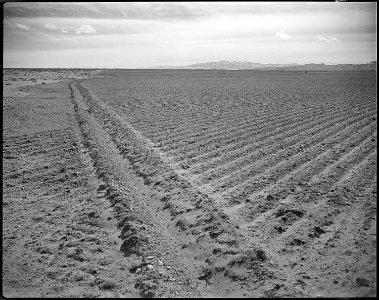 Heart Mountain Relocation Center, Heart Mountain, Wyoming. Land cleared and planted to grain crops. . . . - NARA - 539717