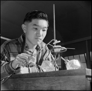 Heart Mountain Relocation Center, Heart Mountain, Wyoming. Harry Ishigaki conducts an experiment in . . . - NARA - 539457