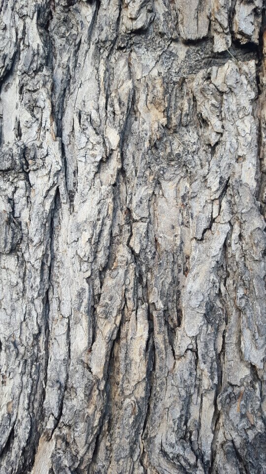 Wood brown rough