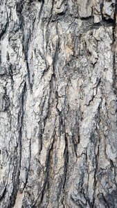 Wood brown rough