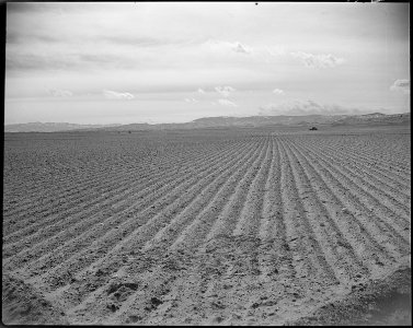 Heart Mountain Relocation Center, Heart Mountain, Wyoming. Land cleared of sagebrush in the fall an . . . - NARA - 539716