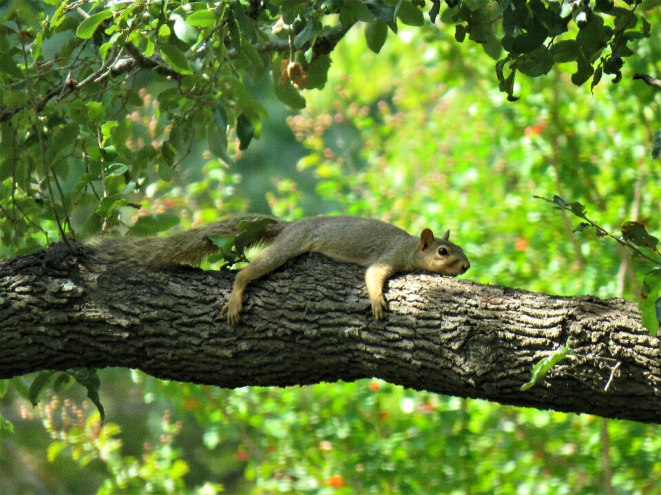 Tree wildlife green funny