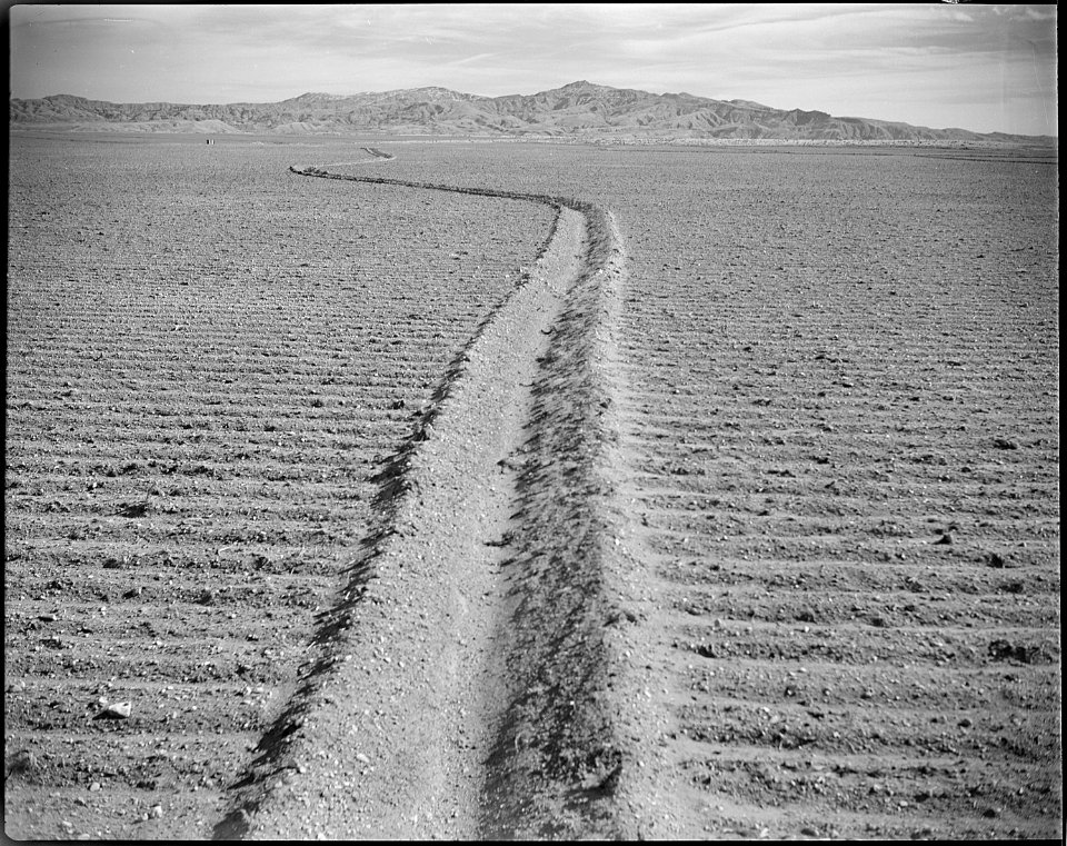 Heart Mountain Relocation Center, Heart Mountain, Wyoming. Land cleared and planted to grain crops. . . . - NARA - 539715