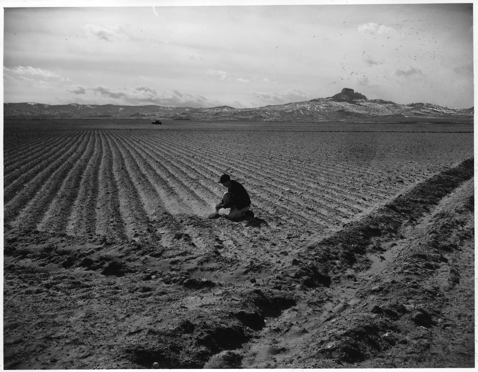 Heart Mountain Relocation Center, Heart Mountain, Wyoming. Land cleared of sagebrush last fall and . . . - NARA - 539713