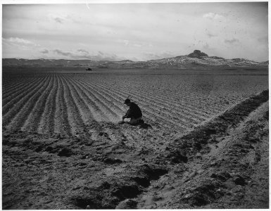 Heart Mountain Relocation Center, Heart Mountain, Wyoming. Land cleared of sagebrush last fall and . . . - NARA - 539713