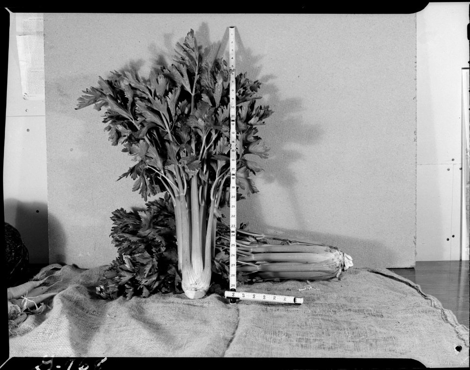 Heart Mountain Relocation Center, Heart Mountain, Wyoming. The Giant Pascal celery stands 29 high . . . - NARA - 539597