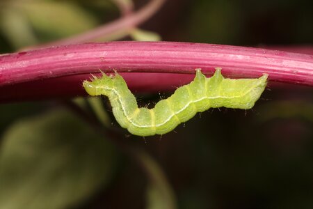 Nature larva butterfly