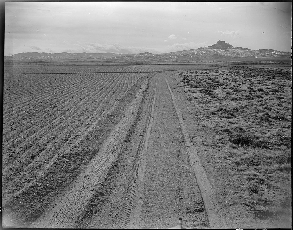 Heart Mountain Relocation Center, Heart Mountain, Wyoming. Showing the contrast of cleared land and . . . - NARA - 539719