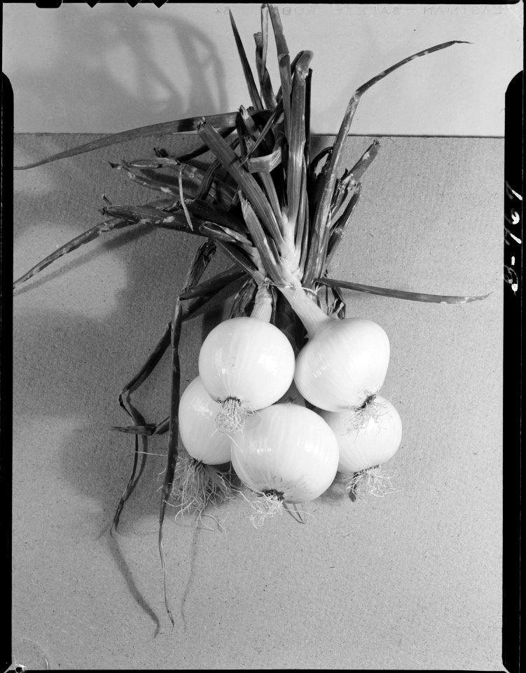 Heart Mountain Relocation Center, Heart Mountain, Wyoming. The 1944 crop of Yellow Sweet Spanish on . . . - NARA - 539596