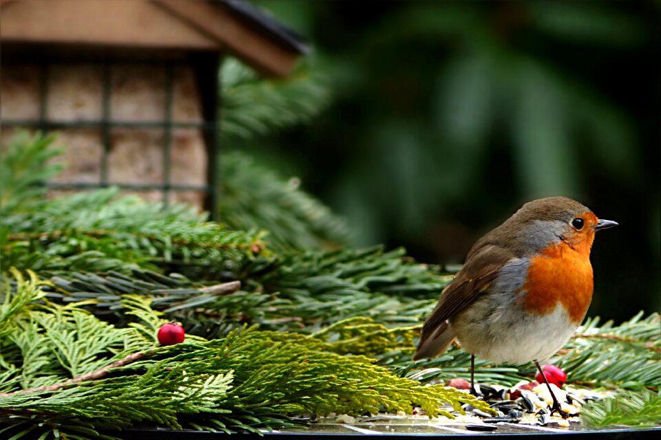Erithacus rubecula songbird foraging
