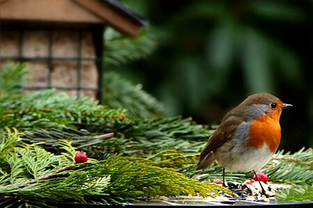 Erithacus rubecula songbird foraging photo