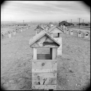 Heart Mountain Relocation Center, Heart Mountain, Wyoming. Ventilation in the roof of one of the tw . . . - NARA - 539470