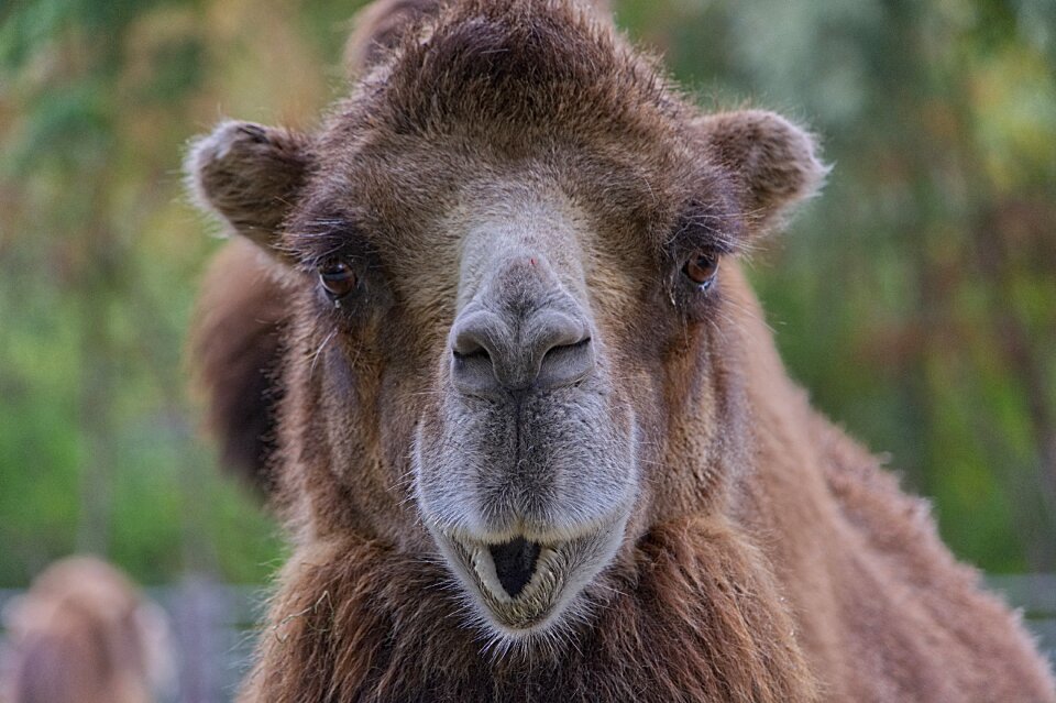 Animal fur zoo