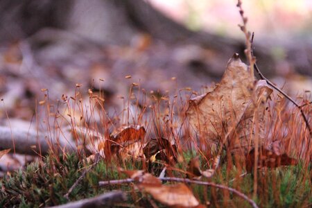 Animal nature rain