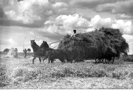 Henryk Poddębski - Rolnictwo - żniwa (131-7018) photo