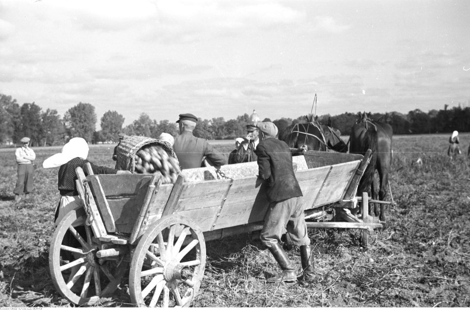 Henryk Poddębski - Rolnictwo - kopanie kartofli (131-N-416)