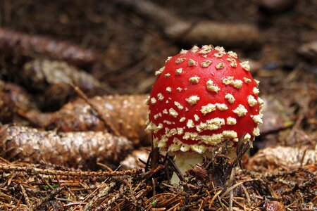 Autumn toadstools nature