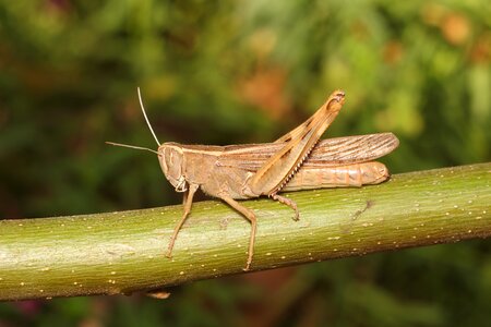 Insect krupnyj plan grasshopper