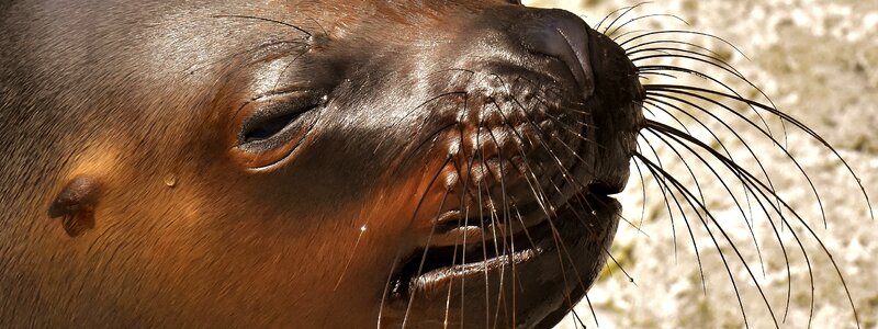 Robbe meeresbewohner animal