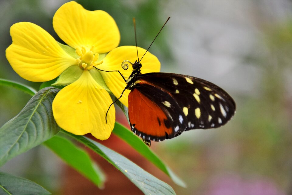 Insect animal color