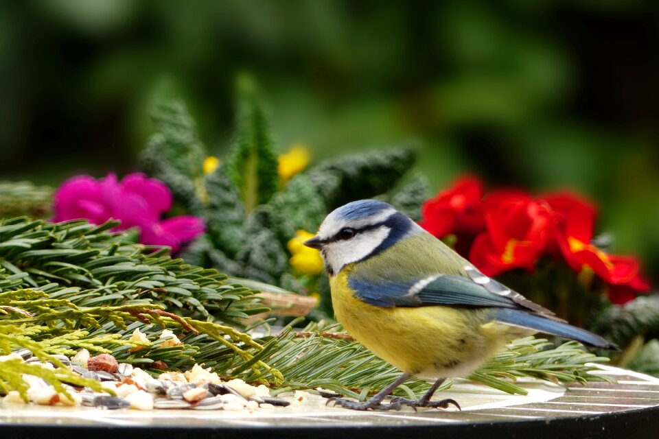 Blue tit cyanistes caeruleus songbird