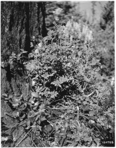 Hosakia, Detroit, or, Santiam, 1920 - NARA - 299113