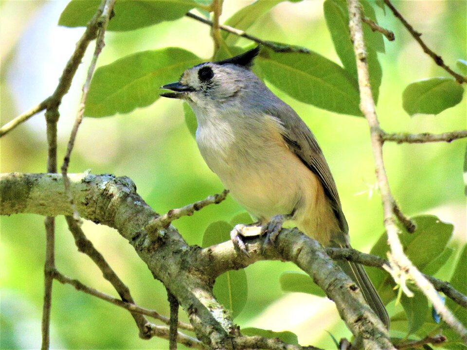 Bird wildlife tree