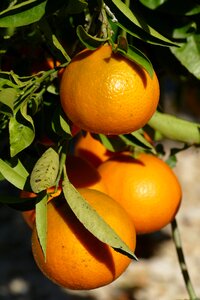 Citrus vitamins tree