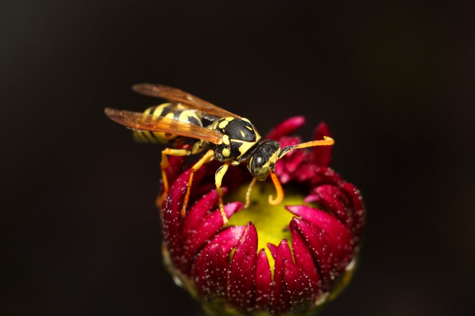Fly bespozvonochnoe wasp