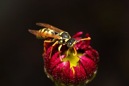 Fly bespozvonochnoe wasp photo