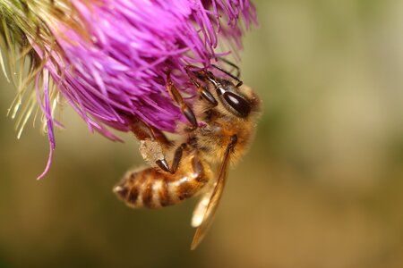 Outdoors insect bee